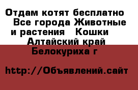 Отдам котят бесплатно  - Все города Животные и растения » Кошки   . Алтайский край,Белокуриха г.